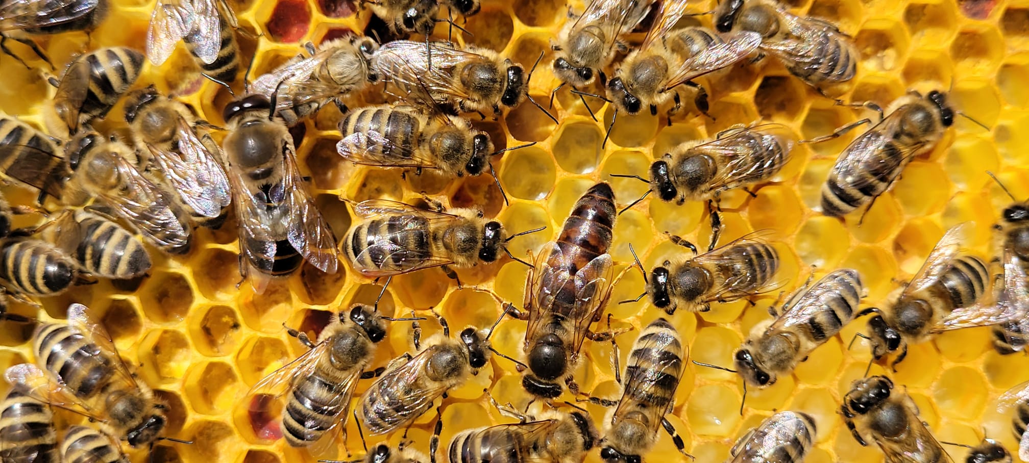 Immer mehr URSAPHARM-Bienen